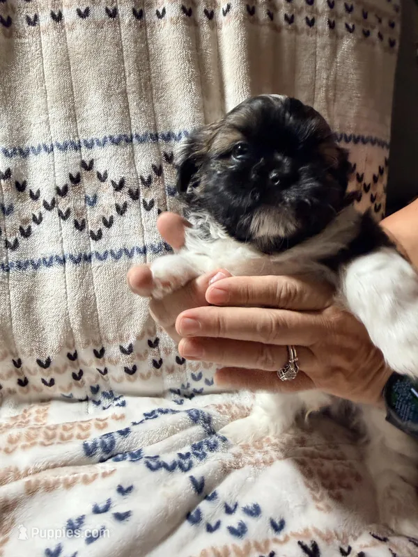 Marco – Shih Tzu puppy for sale in Tulsa, OK