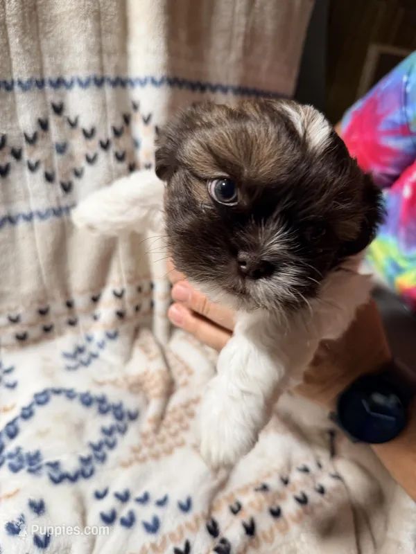 Fernando – Shih Tzu puppy for sale in Tulsa, OK