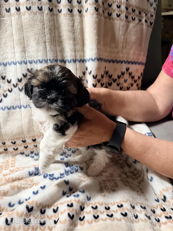 Polo – Shih Tzu puppy for sale in Tulsa, OK