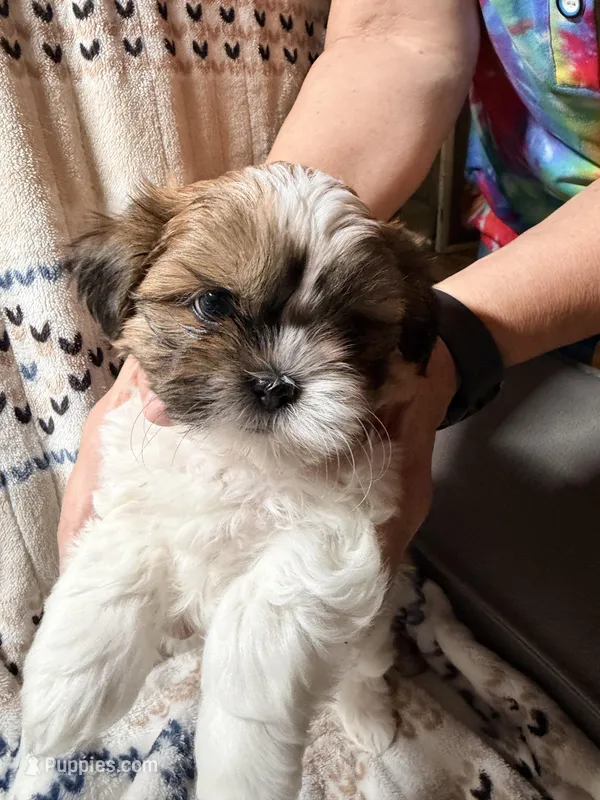 Gismo – Shih Tzu puppy for sale in Tulsa, OK