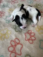 Milo - Coton de Tulear, a male Coton de Tulear for sale in Converse, IN – 7 of 8