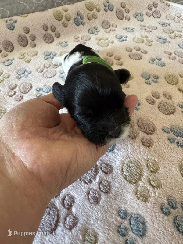 Henry - Coton de Tulear – Coton de Tulear puppy for sale in Converse, IN