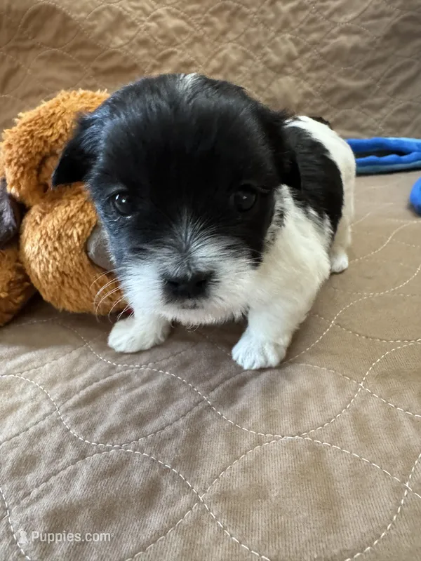 Tom – Coton de Tulear puppy for sale in Converse, IN