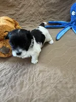 Tom - Reserved, a male Coton de Tulear for sale in Converse, IN – Photo 4 of 10