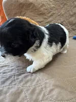 Tom - Reserved, a male Coton de Tulear for sale in Converse, IN – Photo 3 of 10