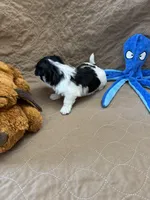 Tom - Reserved, a male Coton de Tulear for sale in Converse, IN – Photo 10 of 10