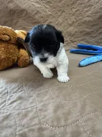 Tom - Reserved, a male Coton de Tulear for sale in Converse, IN – Photo 2 of 10