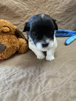 Tom - Reserved, a male Coton de Tulear for sale in Converse, IN – Photo 5 of 10