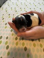 Tom, a male Coton de Tulear for sale in Converse, IN – Photo 5 of 5
