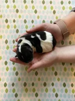 Tom, a male Coton de Tulear for sale in Converse, IN – Photo 1 of 5