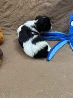 Tom - Reserved, a male Coton de Tulear for sale in Converse, IN – Photo 9 of 10