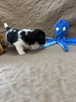 Tom - Reserved, a male Coton de Tulear for sale in Converse, IN – Photo 6 of 10