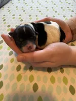 Tom, a male Coton de Tulear for sale in Converse, IN – Photo 2 of 5