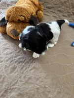 Tom - Reserved, a male Coton de Tulear for sale in Converse, IN – Photo 8 of 10