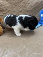 Tom - Reserved, a male Coton de Tulear for sale in Converse, IN – Photo 7 of 10