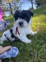 Shirley - Coton de Tulear, a female Coton de Tulear for sale in Converse, IN – 3 of 7