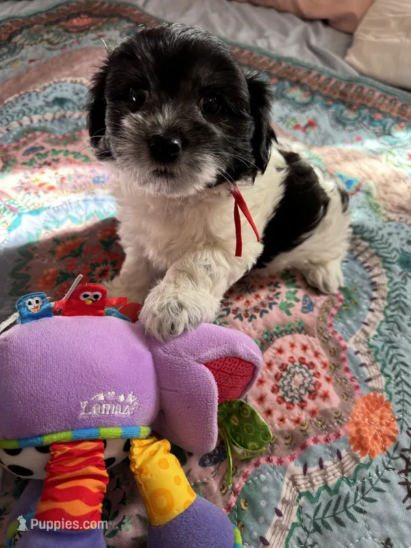 Jazz - Coton de Tulear – Coton de Tulear puppy for sale in Converse, IN