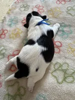 Archie - Coton de Tulear, a male Coton de Tulear for sale in Converse, IN – 6 of 7