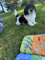 Jazz - Coton de Tulear, a male Coton de Tulear for sale in Converse, IN – 7 of 10