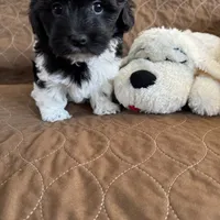 Tessa Havaton - Reserved, a female Coton de Tulear and Havanese for sale in Converse, IN – Photo 10 of 10