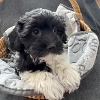 Tessa Havaton - Reserved, a female Coton de Tulear and Havanese for sale in Converse, IN – Photo 7 of 10