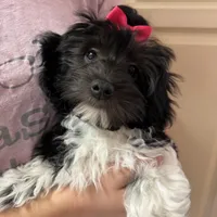 Tessa Havaton - Reserved, a female Coton de Tulear and Havanese for sale in Converse, IN – Photo 1 of 10