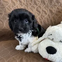 Tessa Havaton - Reserved, a female Coton de Tulear and Havanese for sale in Converse, IN – Photo 8 of 10