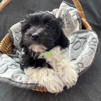 Tessa Havaton - Reserved, a female Coton de Tulear and Havanese for sale in Converse, IN – Photo 6 of 10