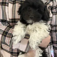 Tessa Havaton - Reserved, a female Coton de Tulear and Havanese for sale in Converse, IN – Photo 4 of 10