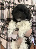 Tessa Havaton, a female Coton de Tulear and Havanese for sale in Converse, IN – Photo 1 of 10