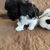 Tessa Havaton - Reserved, a female Coton de Tulear and Havanese for sale in Converse, IN – Photo 9 of 10