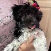 Tessa Havaton - Reserved, a female Coton de Tulear and Havanese for sale in Converse, IN – Photo 2 of 10