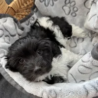 Tessa Havaton - Reserved, a female Coton de Tulear and Havanese for sale in Converse, IN – Photo 5 of 10