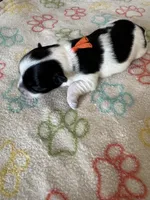 Leo - Coton de Tulear, a male Coton de Tulear for sale in Converse, IN – 6 of 7