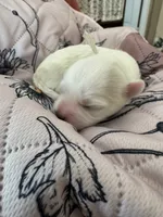 Meadow - Coton de Tulear, a female Coton de Tulear for sale in Converse, IN – 3 of 7