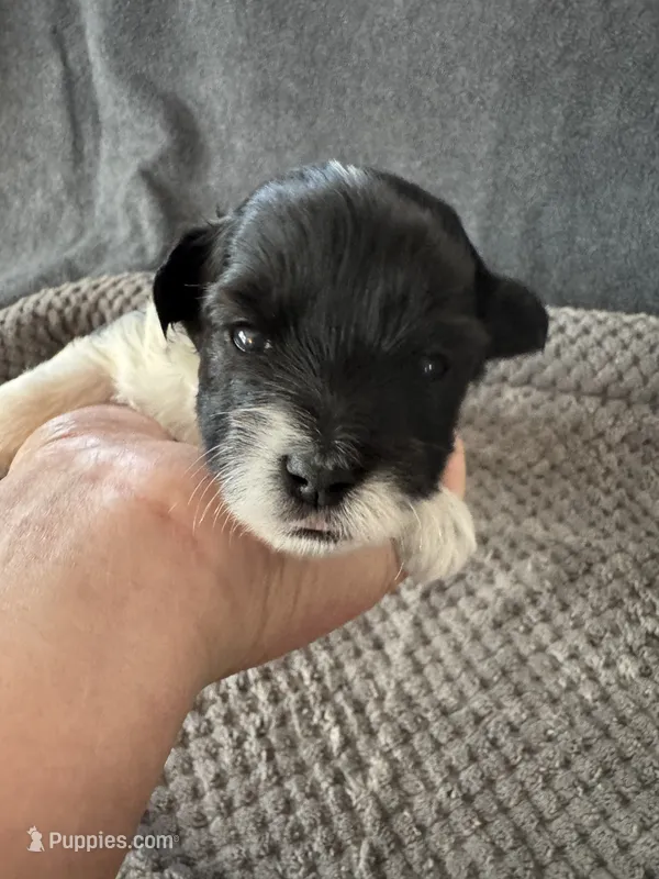 Jazz - Coton de Tulear – Coton de Tulear puppy for sale in Converse, IN