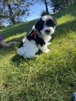 Leo - Coton de Tulear, a male Coton de Tulear for sale in Converse, IN – 6 of 7