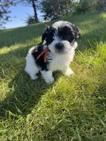 Leo - Coton de Tulear, a male Coton de Tulear for sale in Converse, IN – 5 of 7