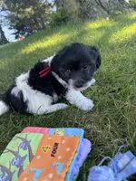 Jazz - Coton de Tulear, a male Coton de Tulear for sale in Converse, IN – 8 of 10