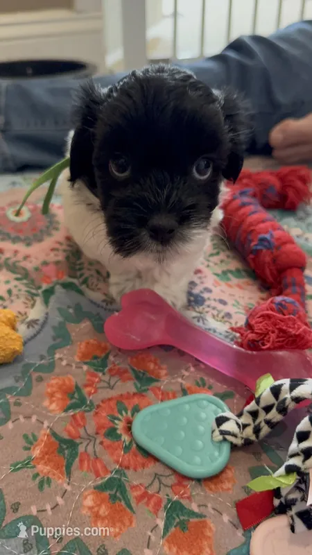 Henry - Coton de Tulear – Coton de Tulear puppy for sale in Converse, IN