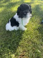 Henry - Coton de Tulear, a male Coton de Tulear for sale in Converse, IN – 5 of 8
