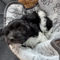 Tessa - Reserved, a female Havaton for sale in Converse, IN – Photo 6 of 6