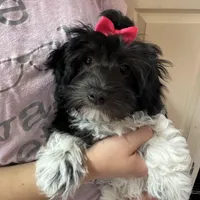 Tessa - Reserved, a female Havaton for sale in Converse, IN – Photo 1 of 6