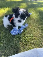 Leo - Coton de Tulear, a male Coton de Tulear for sale in Converse, IN – 7 of 7
