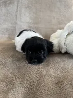 processed/19a3dd6b-cb2f-4a41-8297-8582d146fafa/listing/2bdf6ccf-2ca5-4d48-a01f-93dba6c737bb/4bcc9834-91ec-4a9c-aa42-a6b03587d5ed