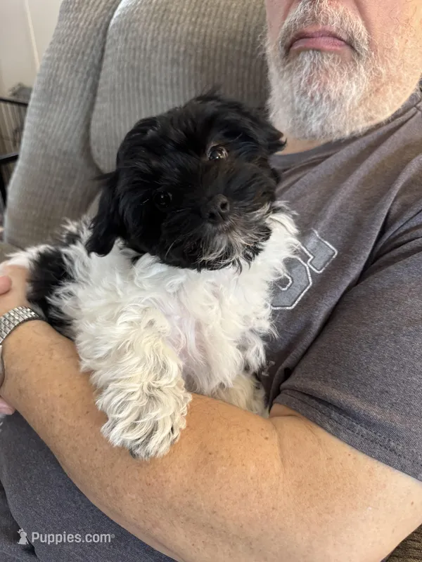 Cassie – Coton de Tulear puppy for sale in Converse, IN