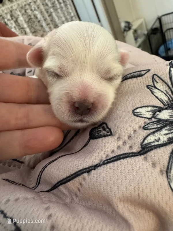 Meadow - Coton de Tulear – Coton de Tulear puppy for sale in Converse, IN