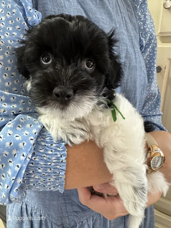 Henry - Coton de Tulear – Coton de Tulear puppy for sale in Converse, IN