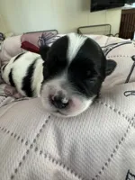 Jazz - Coton de Tulear, a male Coton de Tulear for sale in Converse, IN – 7 of 8