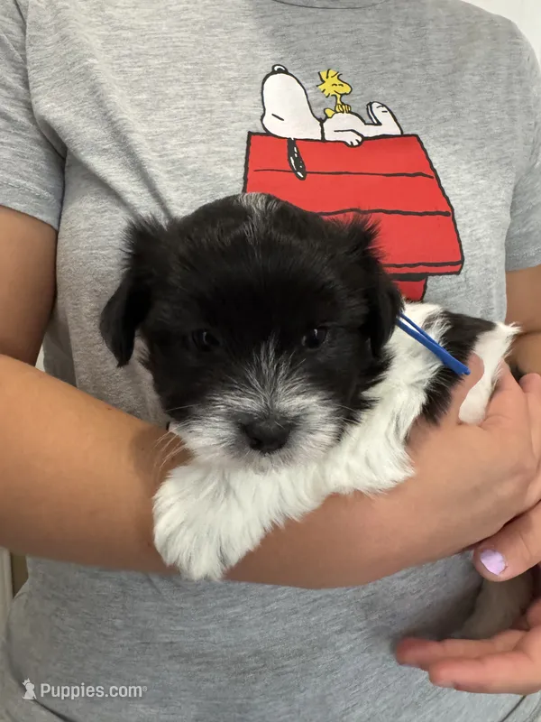 Archie - Coton de Tulear – Coton de Tulear puppy for sale in Converse, IN